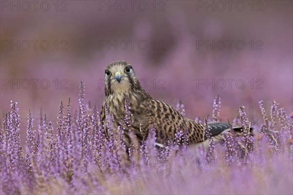 Common Kestrel