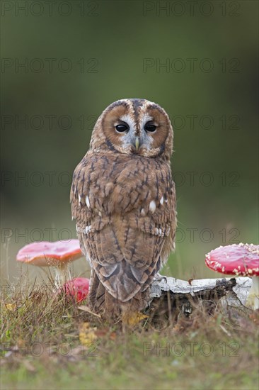 Tawny Owl