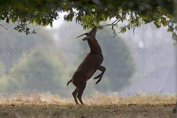 Red Deer