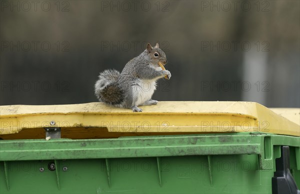 Grey Squirrel