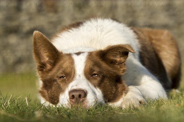 Red and white border collie sheepdoglaid watching sheep