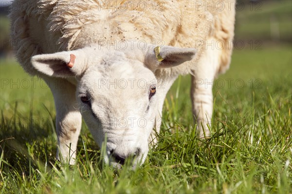 Texel ewe lambs around 7 month old out in fresh pasture
