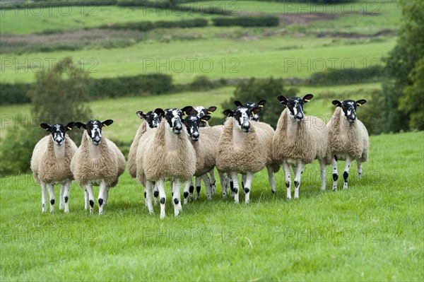 North of England mule gimmer lambs ready for autumn sales