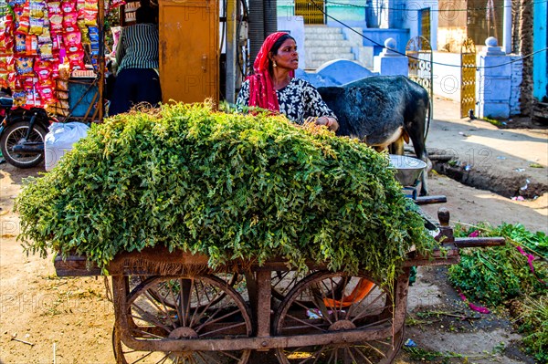 Green fodder for cows