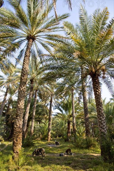 Oasis near the old clay settlement of Al Hamra