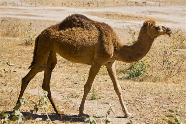 Camel in Wadi Darbat