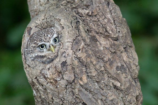 Adult Little Owl