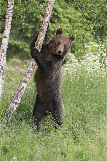 European Brown Bear