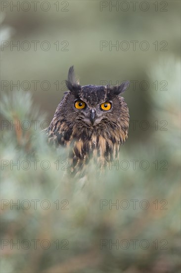 Eurasian Eagle Owl