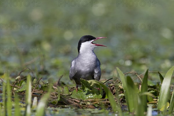 Whiskered Tern