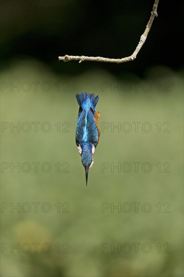 Common Kingfisher