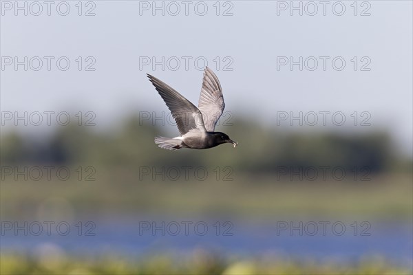 Black Tern
