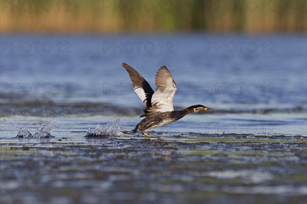 Red-Necked Grebe