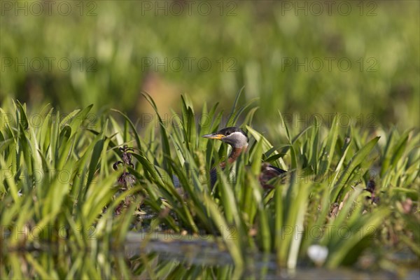 Red-Necked Grebe