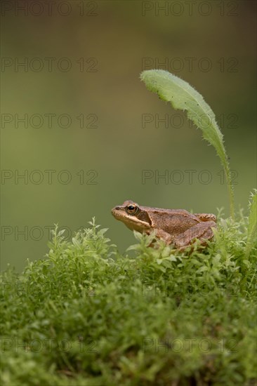 Common Frog