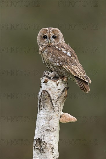 Tawny Owl