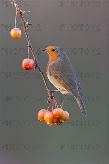 European Robin