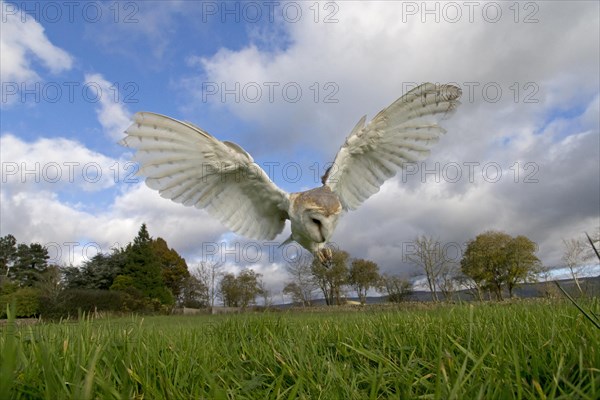 Barn Owl