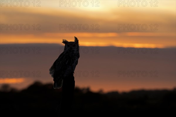 Great-Horned Owl