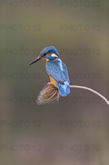 Common Kingfisher