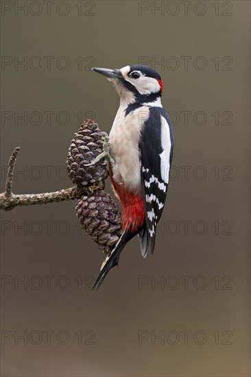 Great Spotted Woodpecker