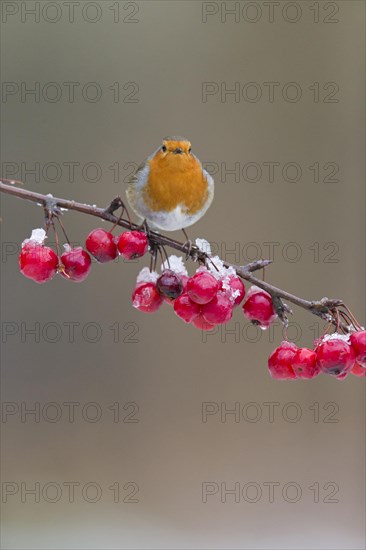 European Robin