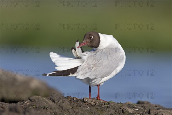 Black-headed Gull