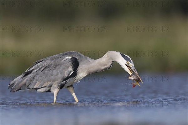 Grey Heron