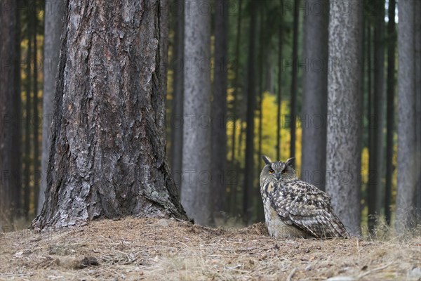 Eurasian Eagle-owl