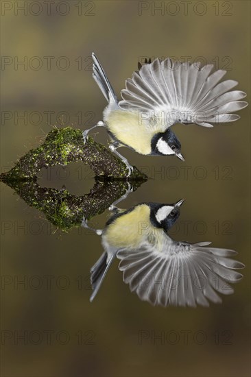 Great Tit