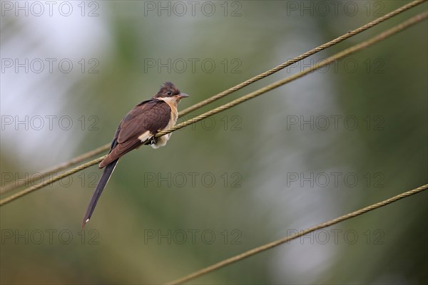 Jacobin Cuckoo