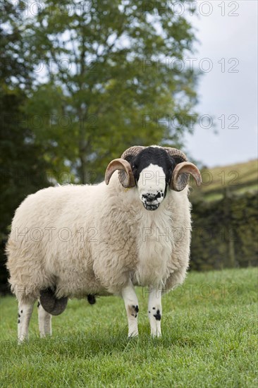 Domestic Sheep