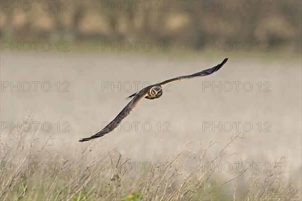 Pallid Harrier