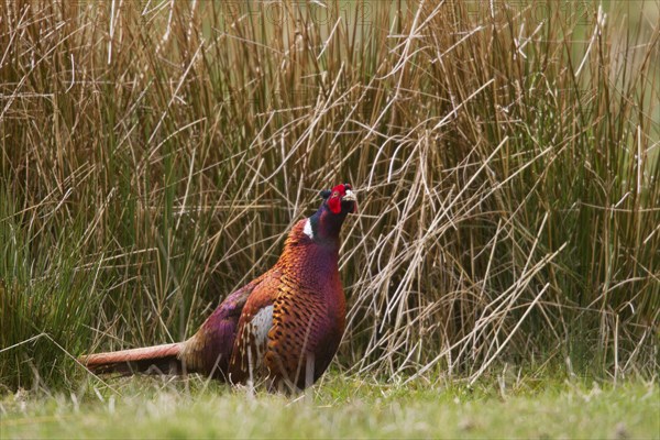 Common Pheasant