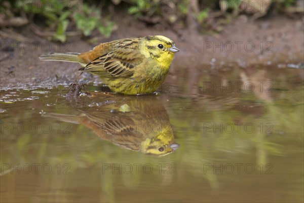 Yellowhammer