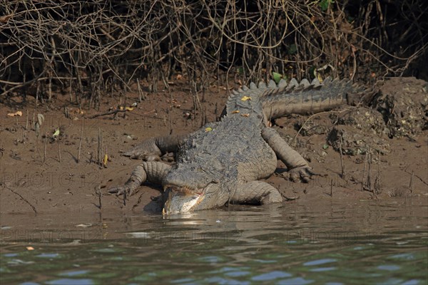 Mugger Crocodile