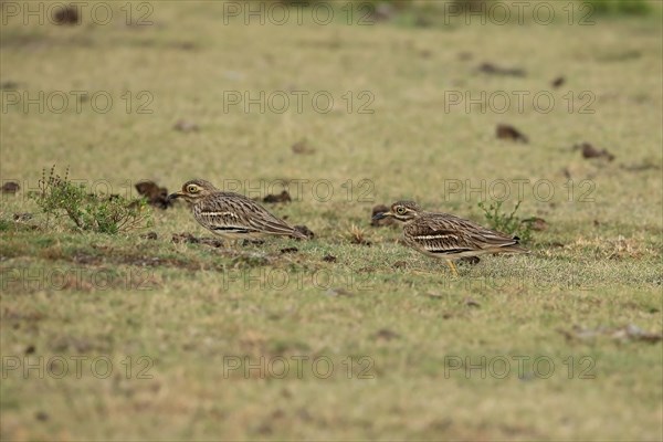 Indian Stone-curlew