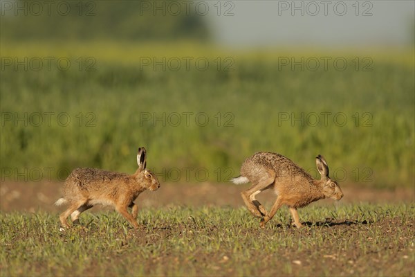 European Hare