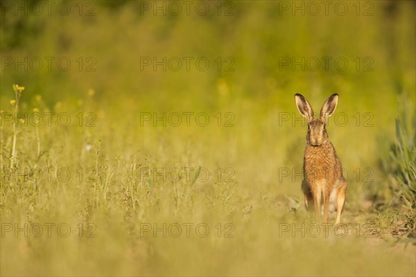 European Hare