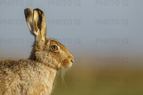 European Hare