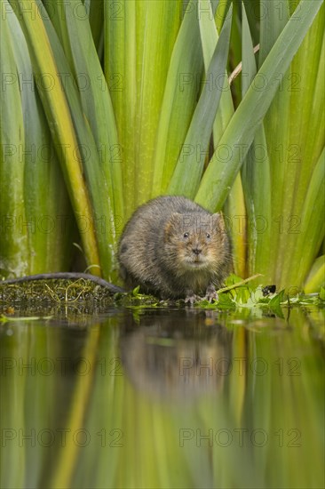 Water Vole