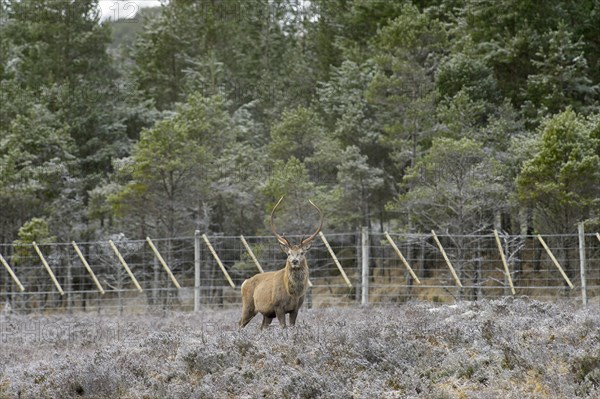 Red deer