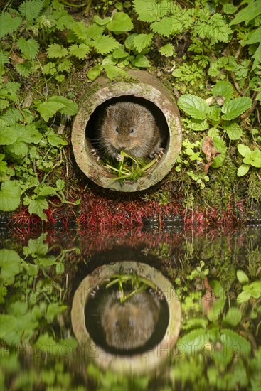 Water Vole