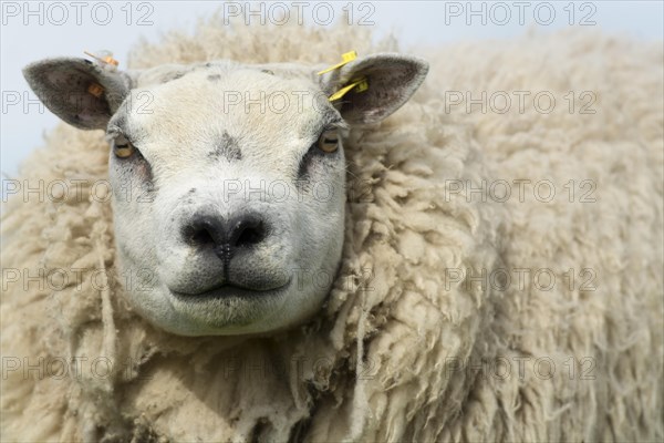 Head of a Beltex ram