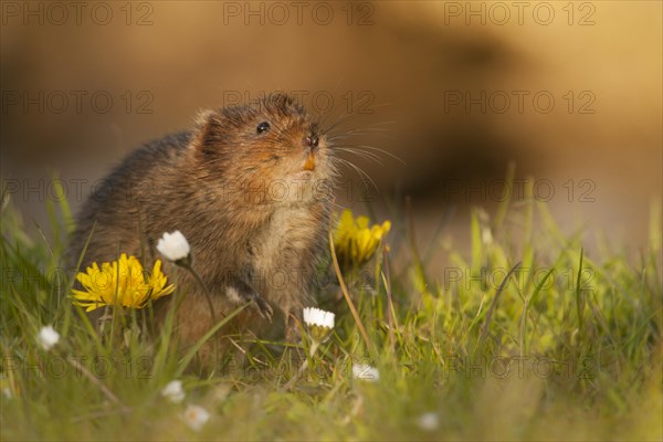 Water Vole