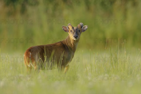 Chinese Muntjac