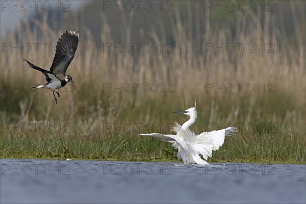 Northern Lapwing