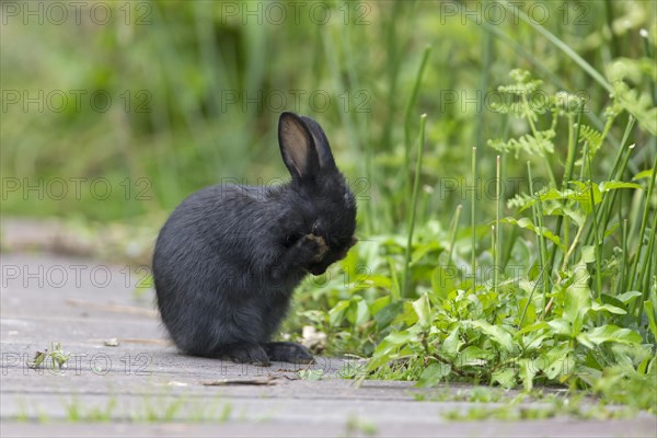 European Rabbit