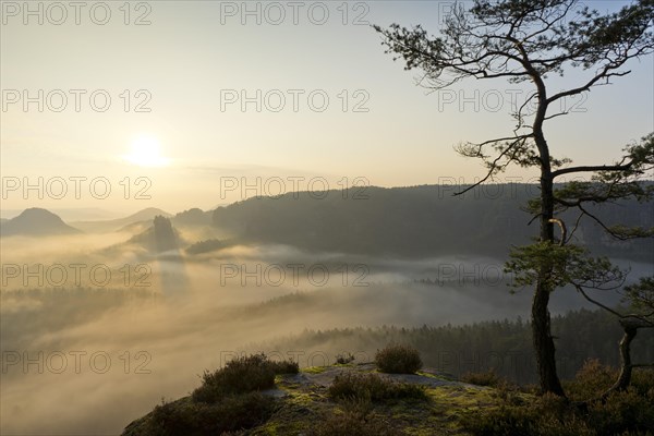 View from Kleiner Winterberg with rock pine at sunrise View of Lorenzsteine and Hinteres Raubschloss or Winterstein