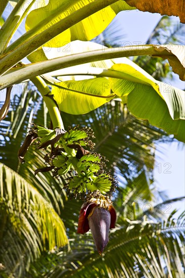 Banana plants with blossom and fruit stand